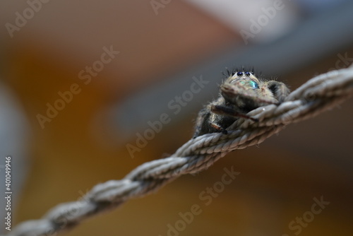 Araña saltarina sobre cuerda