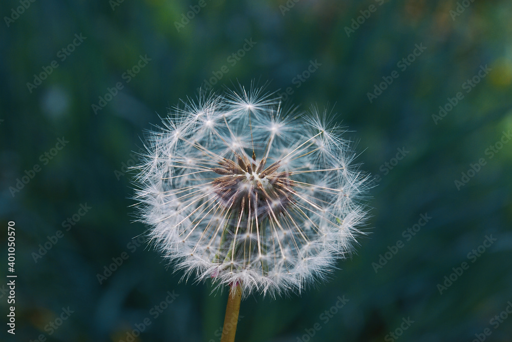 Macro photo of a dandelion .Photo of flowers