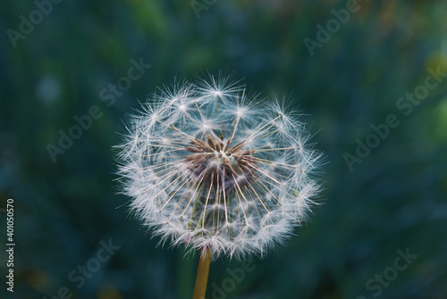 Macro photo of a dandelion .Photo of flowers