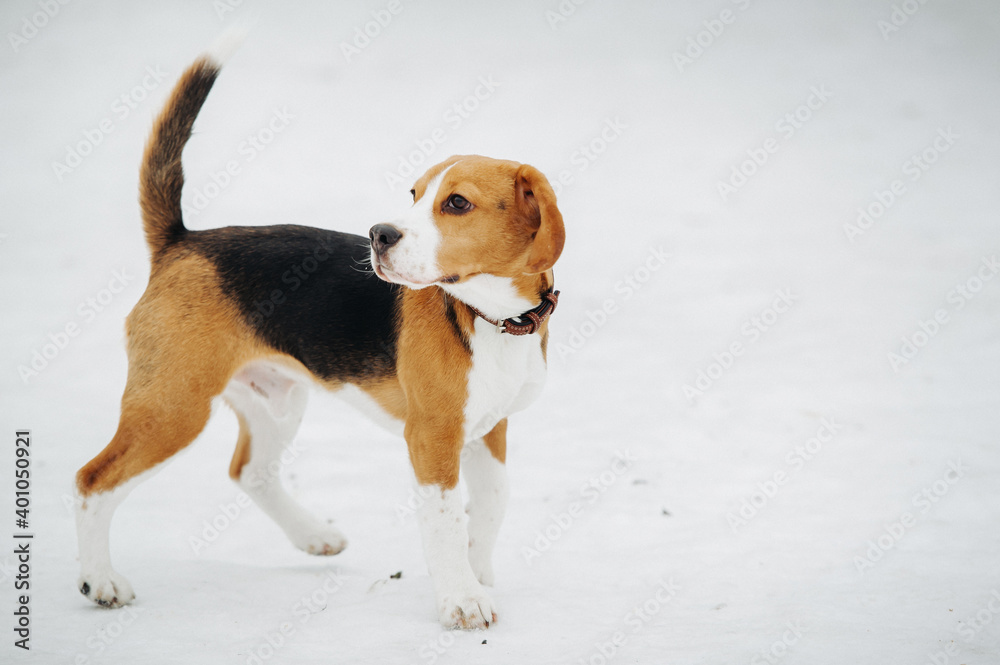 beagle in snow