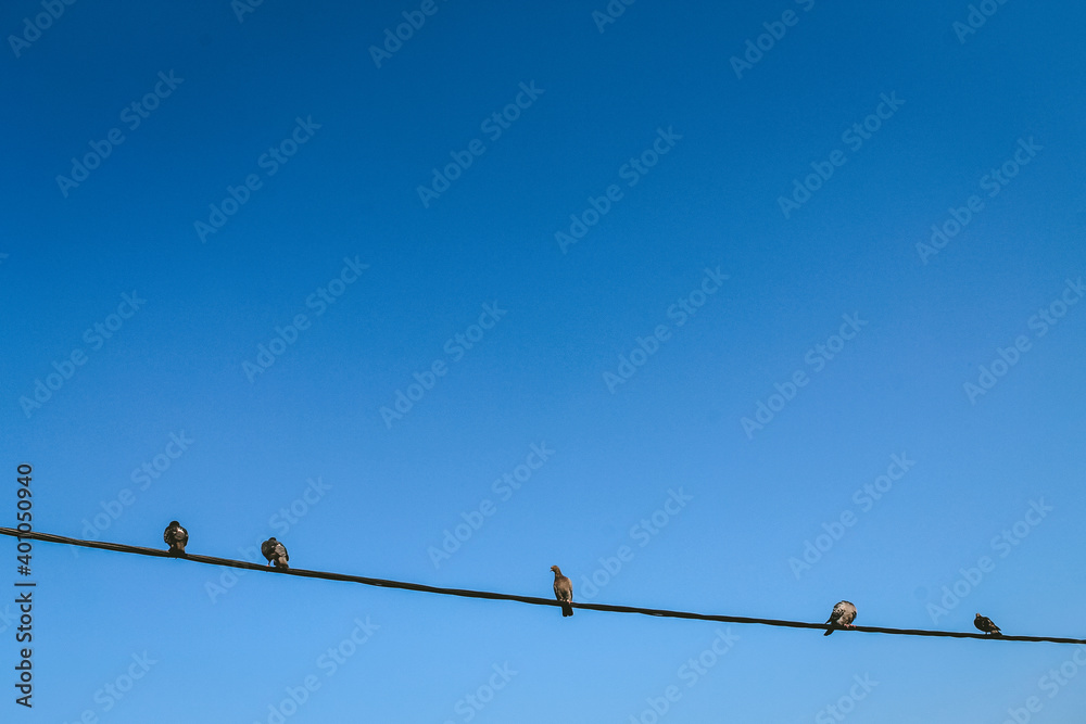 birds on wire birds on wire