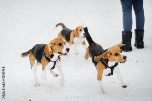 beagle in snow