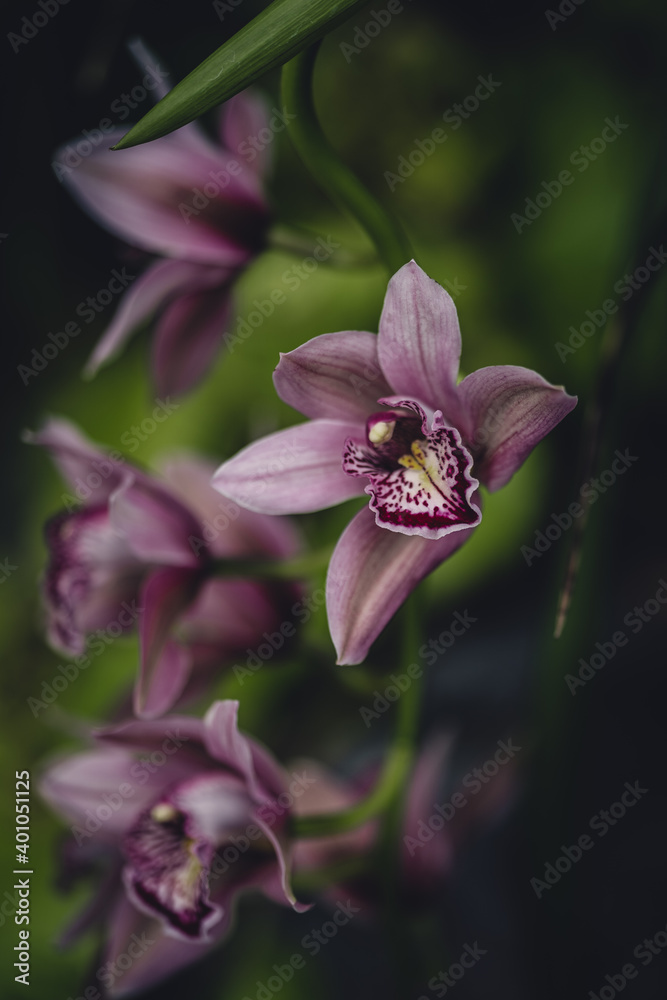 Obraz premium Orchid flower