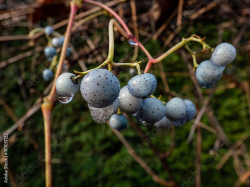 Water drop on blue seeds of decorative and ornamental plant Deciduous Climber Celastrus flagellaris in autumn photo