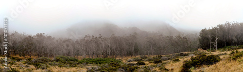 Thick grove of Eucalyptus with coastal fog 