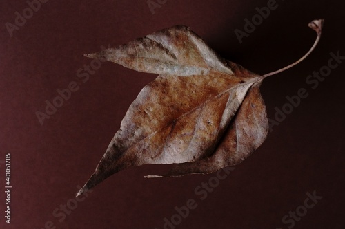 The beautiful colors of autumn - rusty  leaf	
