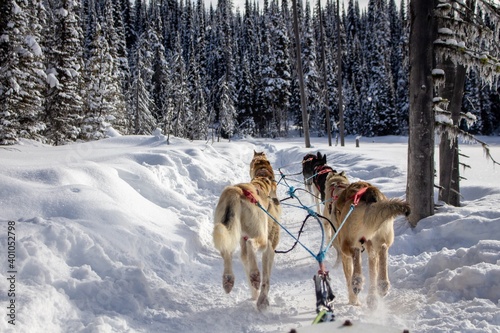 Dogsledding