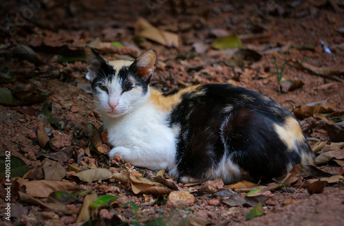 cat on the ground