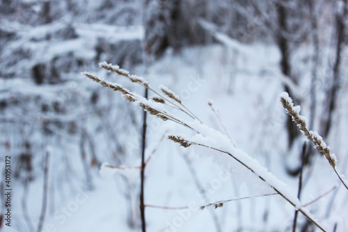 dry grass under the snow. Beautiful snowy winter forest with trees covered with frost and snow close up. Nature winter background with snow-covered branches. white frost on trees, white drifts Road