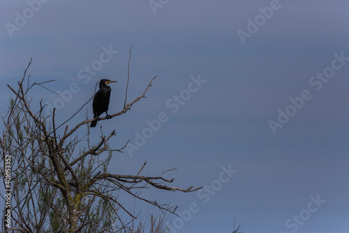 Cormorant in spring in Aiguamolls De L'Emporda Nature Reserve, Spain