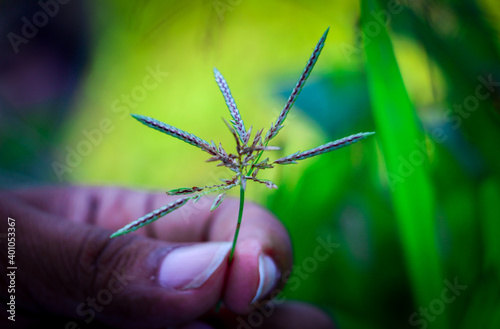 Rice paddy