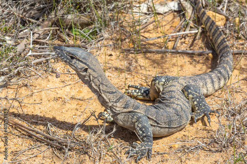 Rosenbergs Monitor (Varanus rosenbergi) seen west of Ravensthorpe in Western Australia