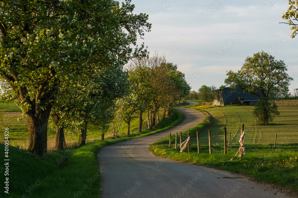 country road through fields in spring time in golden sunlight country road through fields in spring time in golden sunlight