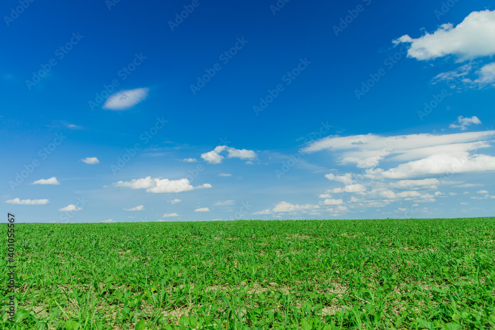 idyllic green grass agricultural environment space horizon nature scenic view background empty copy space here in spring season day time and blue sky