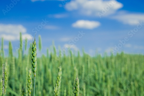 green field wheat cereals agricultural farm land environment space in clear weather spring season time wallpaper concept picture and blue sky background scenic view