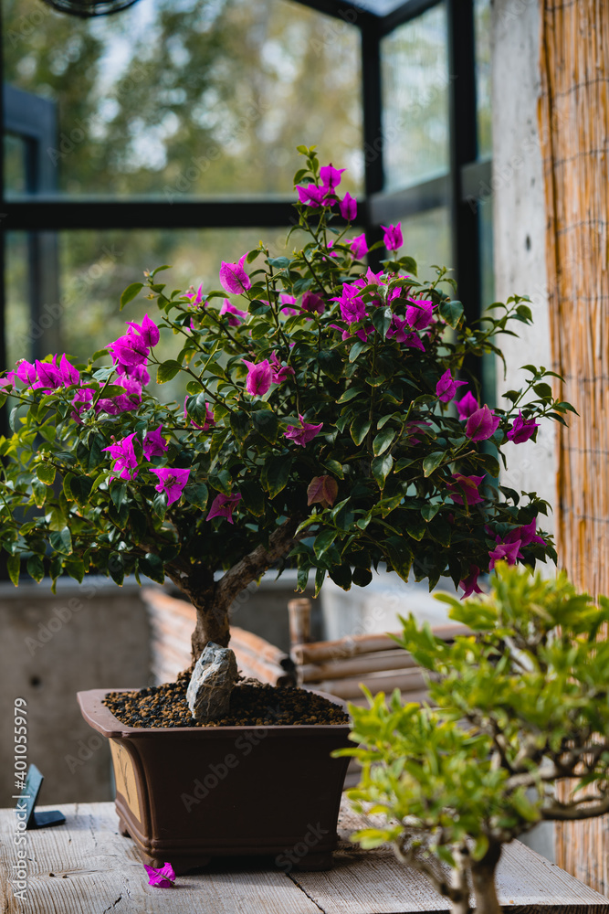 Fototapeta premium Bonsai tree