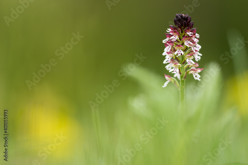 burnt orchid or Neotinea ustulata macro detail