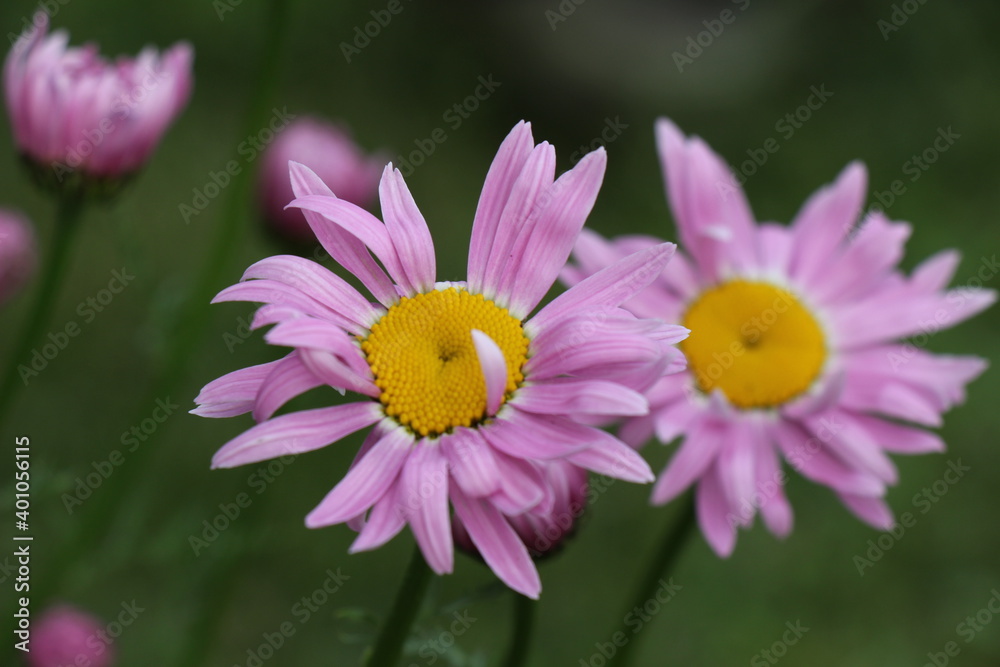 Obraz premium pink cosmos flowers