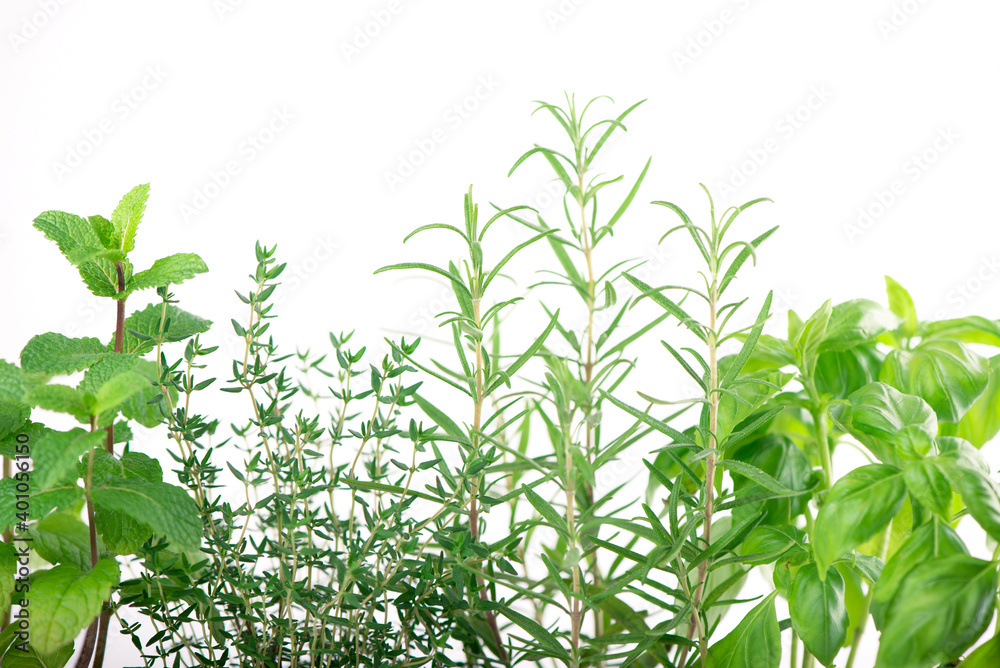 Fresh green kitchen herbs isolated over white background Fresh green kitchen herbs isolated over white background
