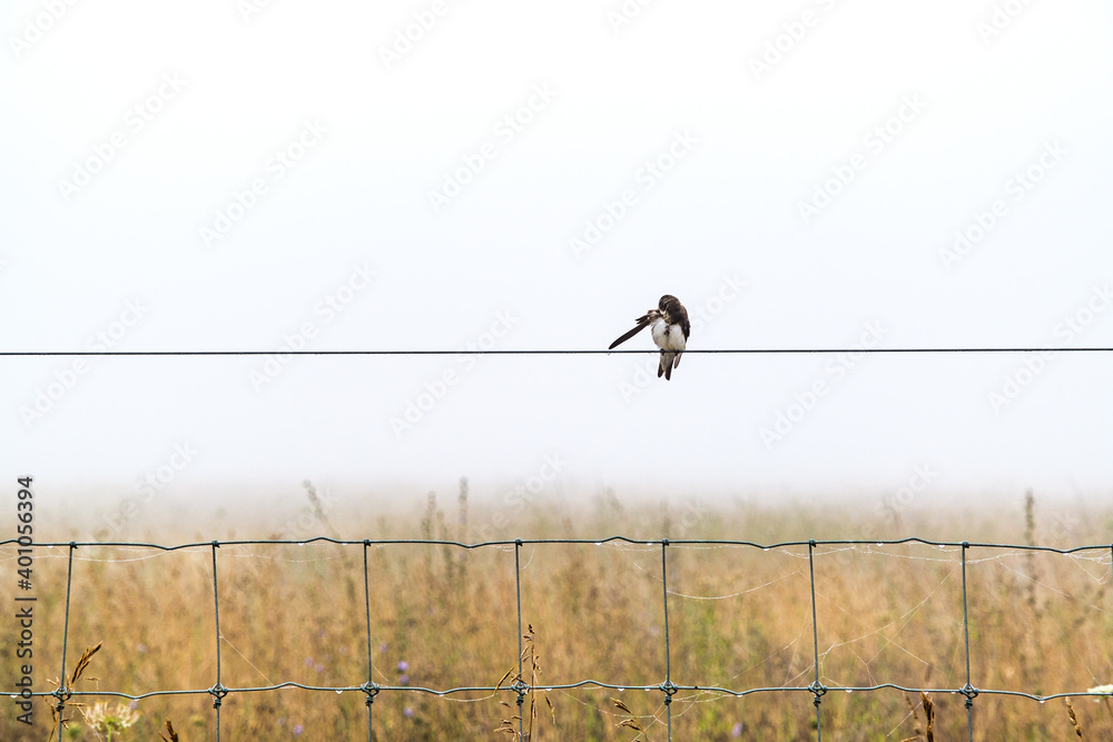 Single bird cleaning wing on a wire over a field of dry grass and wild flowers Single bird cleaning wing on a wire over a field of dry grass and wild flowers