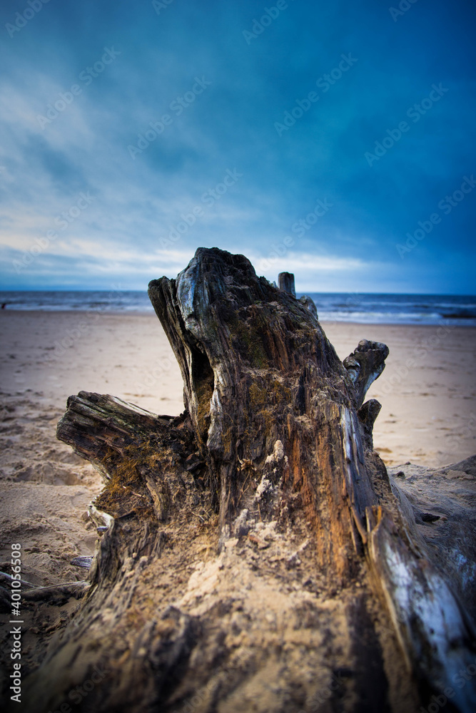 wood on sea beach