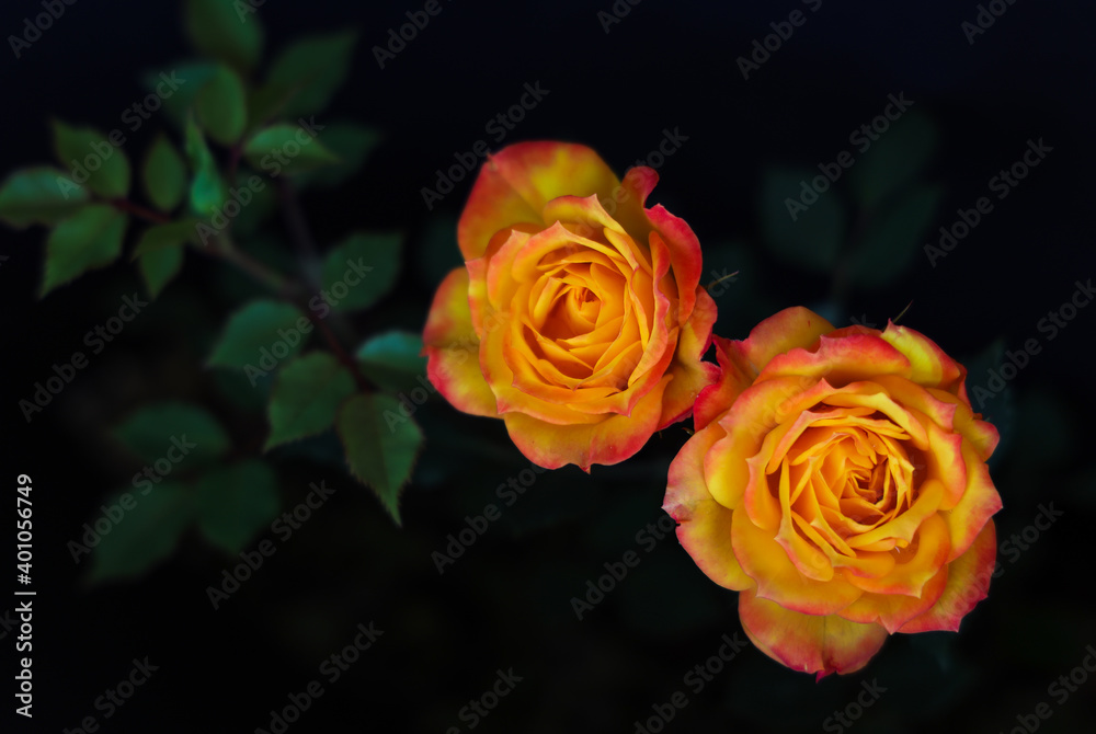 Fragrant bright Yellow orange red rose blossom pair macro with green leaves in Bush on black background Fragrant bright Yellow orange red rose blossom pair macro with green leaves in Bush on black background
