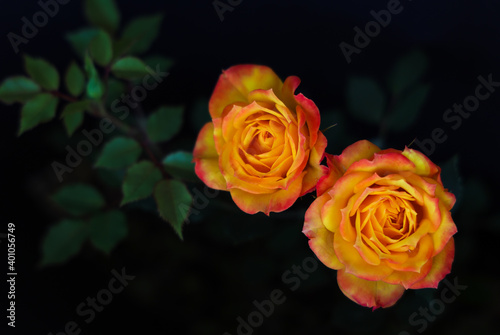 Fragrant bright Yellow orange red rose blossom pair macro with green leaves in Bush on black background
