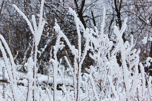 Beautiful snowy winter forest with trees covered with frost and snow close up. Nature winter background with snow-covered branches. white frost on trees, white drifts Road, trail in the winter forest