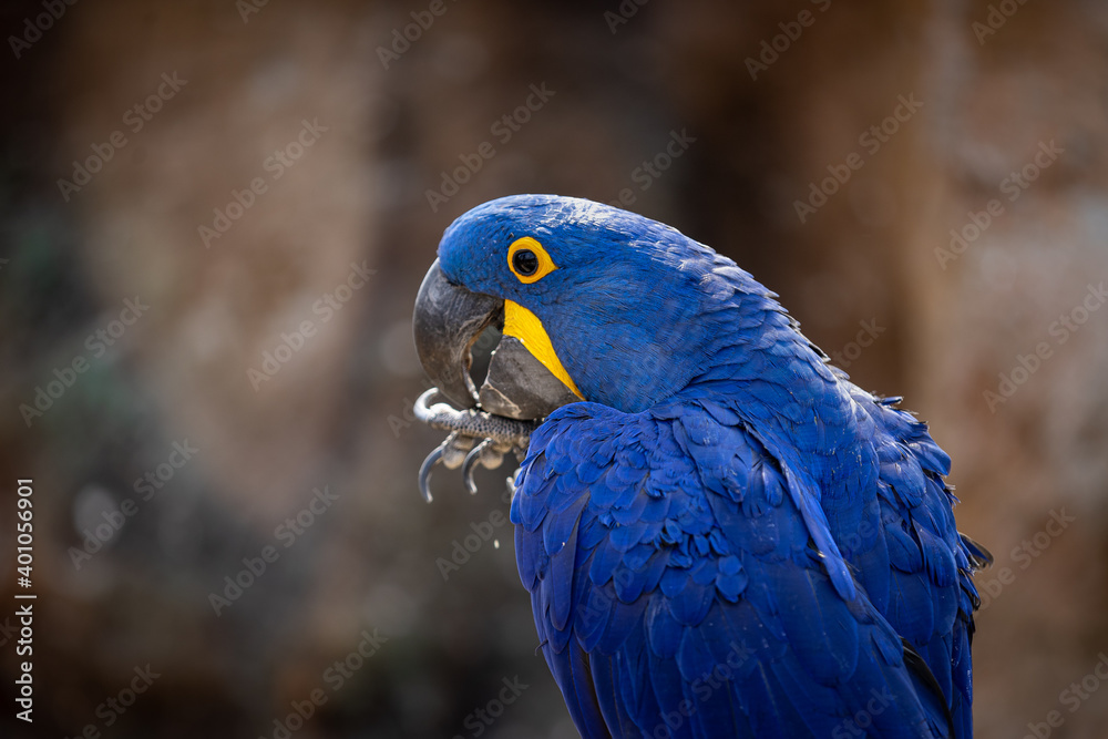 Detailed close up portrait of Hyacinth macaw, the Blue Parrot is a parrot native to central and eastern South America. The largest parrot by length in the world, the hyacinth macaw is 1 m. Detailed close up portrait of Hyacinth macaw, the Blue Parrot is a parrot native to central and eastern South America. The largest parrot by length in the world, the hyacinth macaw is 1 m.