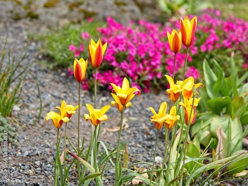 Early tulips