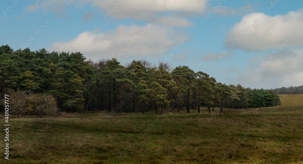 a left to right sweep of pine and fir trees with a blue sky 