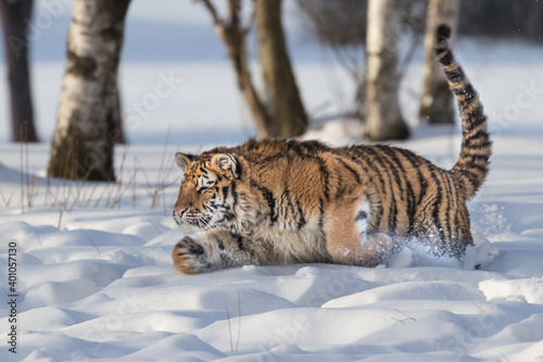 Beautiful and majestic young Siberian Tiger in its typical natural environment, endless snow covered meadows, birch trees and forest. Dangerous yet also endangered animal. Save our planet. © janstria