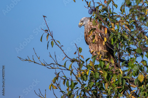 Rotmilan (Milvus milvus) photo