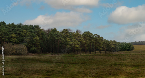Fototapeta Naklejka Na Ścianę i Meble -  a left to right sweep of pine and fir trees with a blue sky 