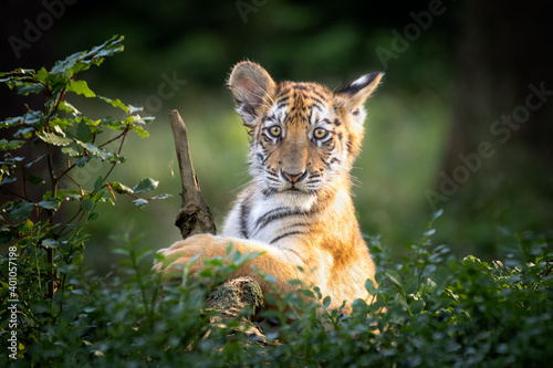 Fotografia Cute and curious kitty of Siberian tiger in forest