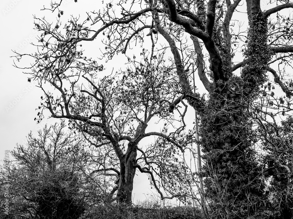 Naklejka premium TREES BY THE CANAL