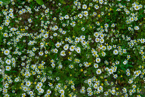 Wild flowers of meadow chamomile on a green background on a sunny day in the garden.