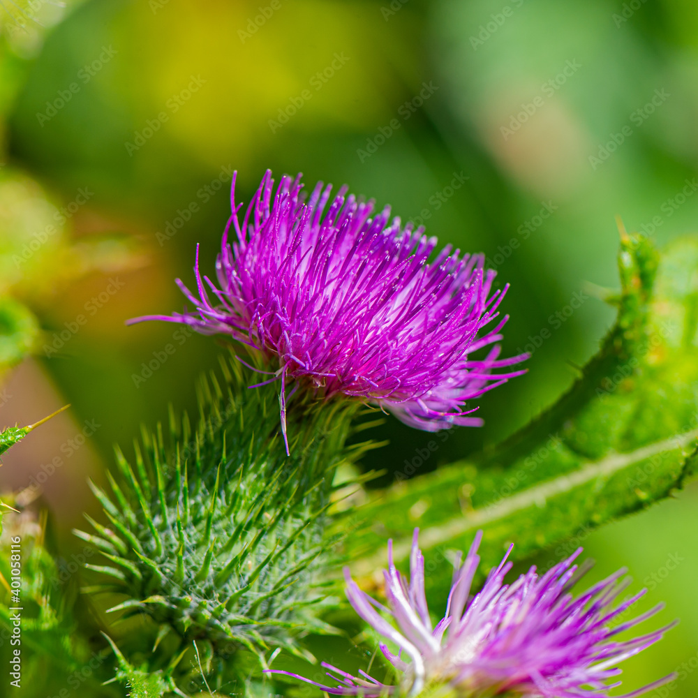 blooming milk thistle on a blurred green background. blooming milk thistle on a blurred green background.