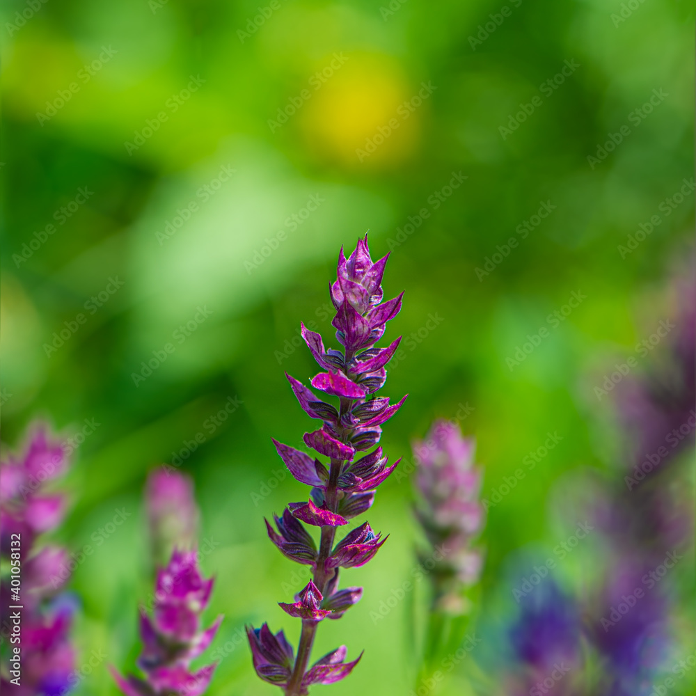 Purple blooming flowers in a meadow on a sunny day. Purple blooming flowers in a meadow on a sunny day.