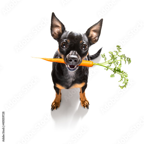 dog with healthy vegan carrot in mouth