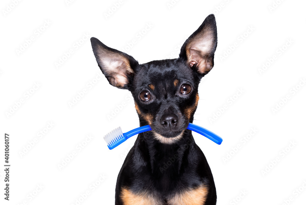 dental toothbrush dog dental toothbrush dog