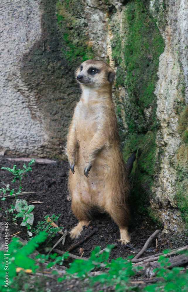 Obraz premium meerkat on the lookout