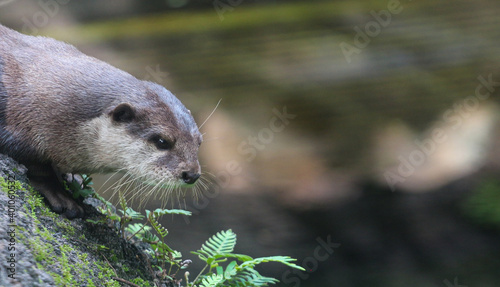 River Otter  © LifeGemz