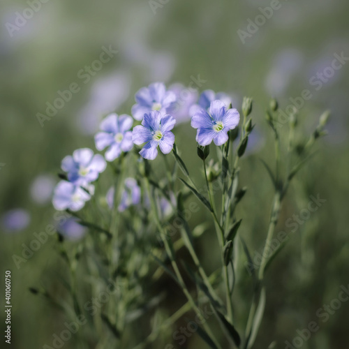 Blue flowers of flax in a field. close up, shallow depth of field