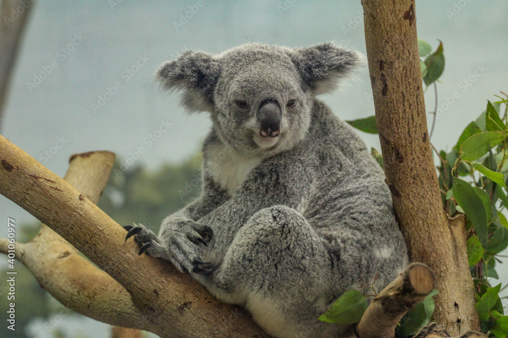 Fototapeta premium Koala on a Branch 