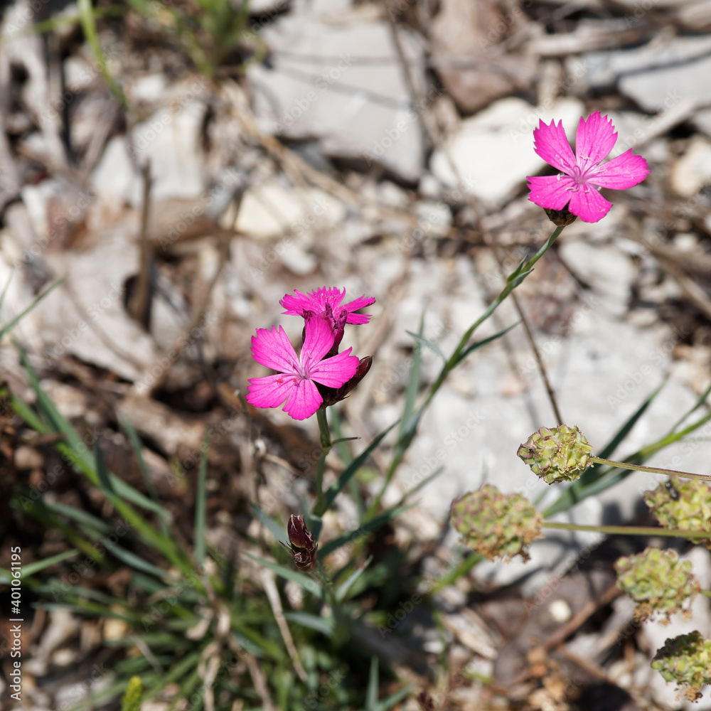 Haute tige florale d'oeillet des Chartreux (Dianthus carthusianorum) au feuillage bas, touffu, compacte et étroit, fleurs miniatures rose pâle à rose vif en bouquet Haute tige florale d'oeillet des Chartreux (Dianthus carthusianorum) au feuillage bas, touffu, compacte et étroit, fleurs miniatures rose pâle à rose vif en bouquet