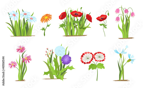 Set of wild forest and garden flowers. Spring concept. Flat flower illustration isolate on a white background.