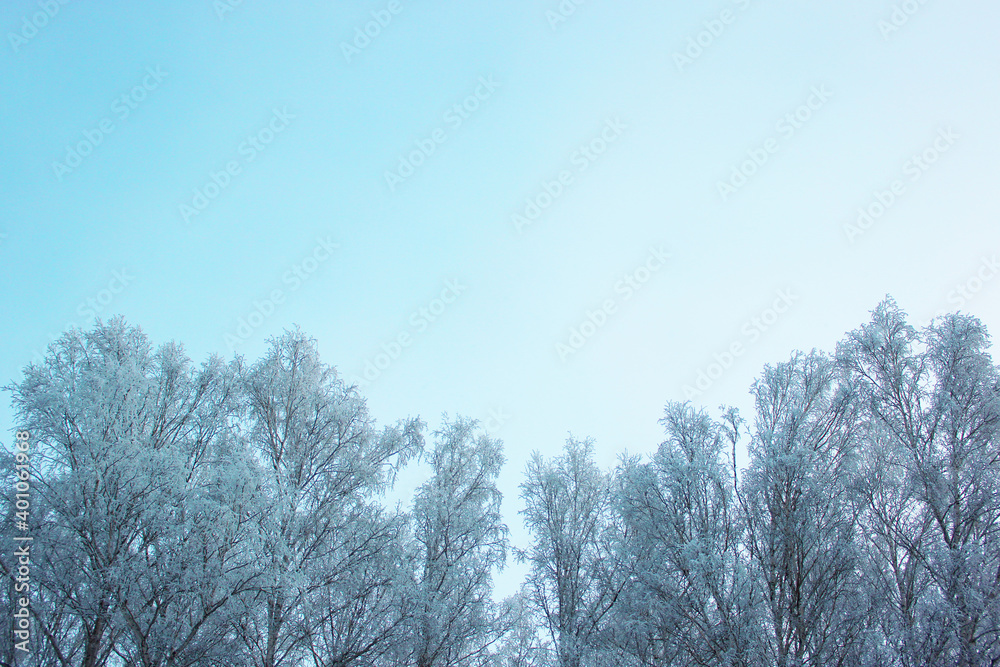 Beautiful snowy winter forest with trees covered with frost and snow close up. Nature winter background with snow-covered branches. white frost on trees, white drifts Road, trail in the winter forest Beautiful snowy winter forest with trees covered with frost and snow close up. Nature winter background with snow-covered branches. white frost on trees, white drifts Road, trail in the winter forest