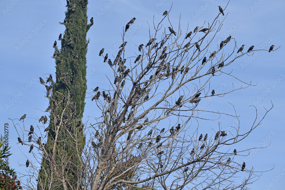 Nuée d'étourneaux sansonnets colonisant un arbre. Nuée d'étourneaux sansonnets colonisant un arbre.