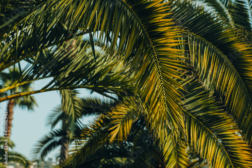 Fototapeta Naklejka Na Ścianę i Meble -  Tropical jungle, palm leaves on a sunny day, sky.